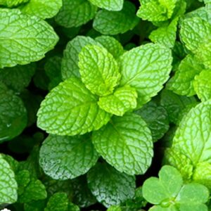 Hydrolat de menthe poivrée 100ml