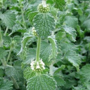 Marrube blanc 35g