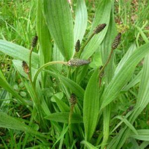 Plantain 25g