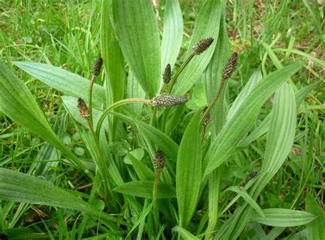 Plantain 25g