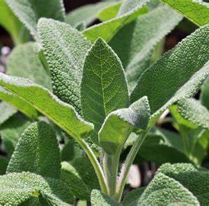 Sauge officinale 30g
