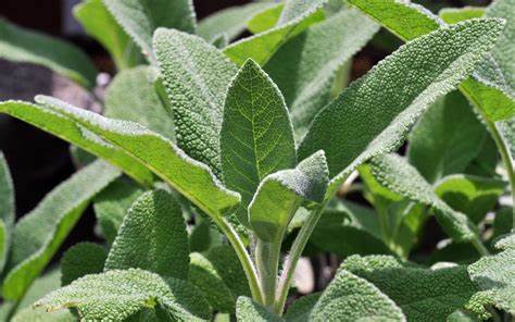 Sauge officinale 30g