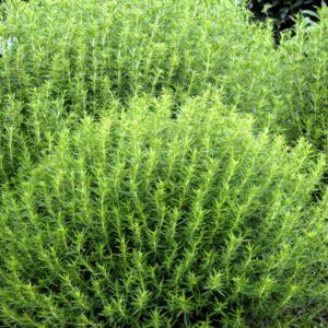 Sariette 35g