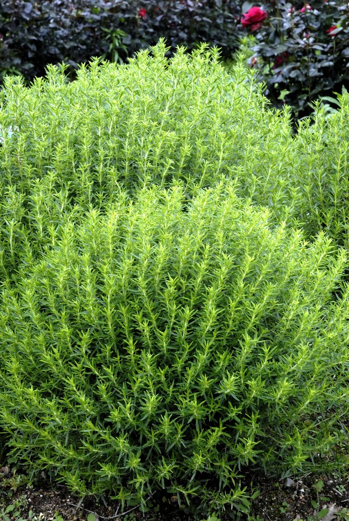 Sariette 35g