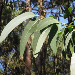 Eucalyptus 40g